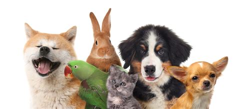 Pets .